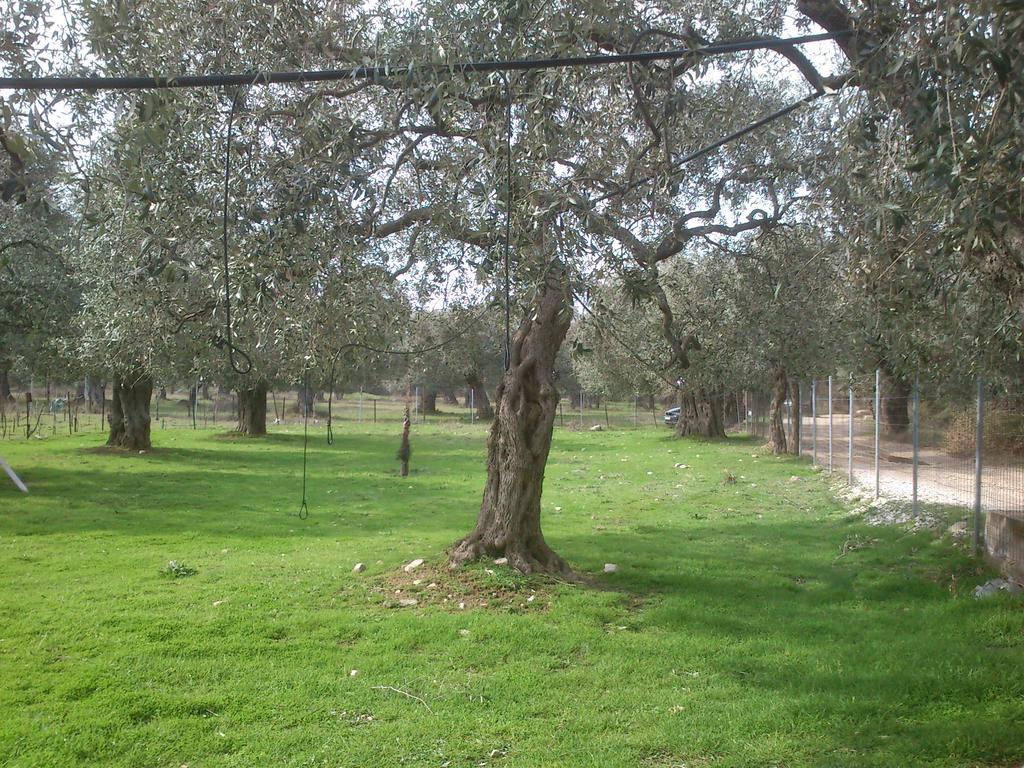 Elea Stone Houses In Organic Quiet Olive Grove, Prinos, Thassos Exterior photo