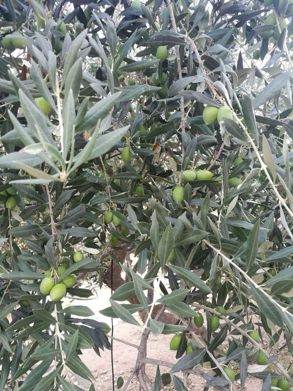 Elea Stone Houses In Organic Quiet Olive Grove, Prinos, Thassos Exterior photo
